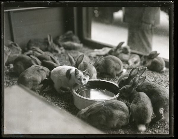 Cat amongst rabbits, ca. 1930